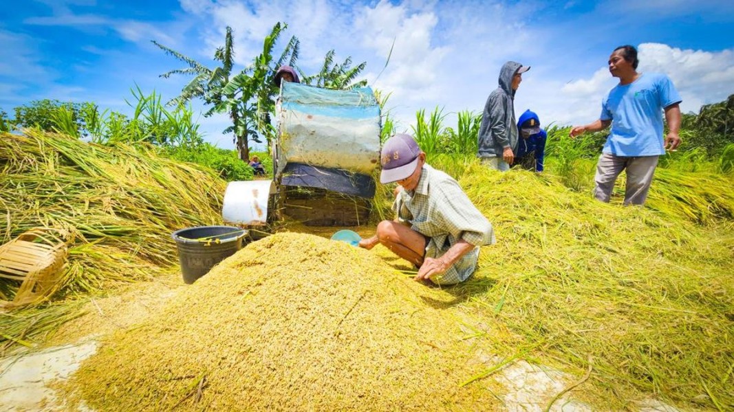 Petani Ngawi Sambut Baik Harga Gabah Rp 6.500, Kebijakan Pemerintah Dinilai Menguntungkan