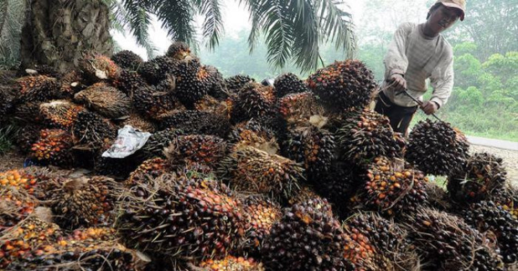 Refleksi Sawit Rakyat 2025: APKASINDO Tegaskan Peran Petani Sawit sebagai Identitas Ekonomi Nasional