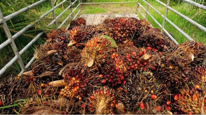 Harga TBS Sawit Riau Tembus Rp3.698, Petani Dapat Keuntungan Lebih