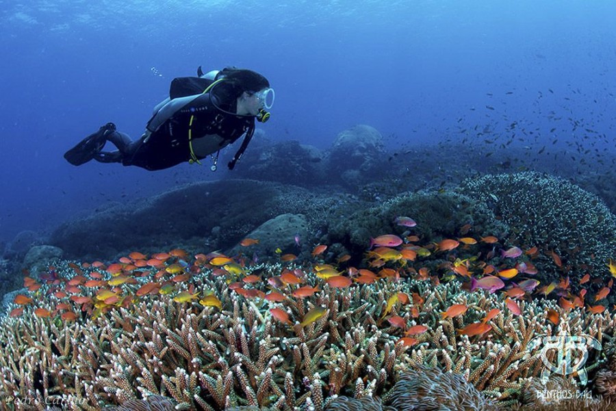 Nusa Penida: Surga Bawah Laut Bali untuk Para Penyelam