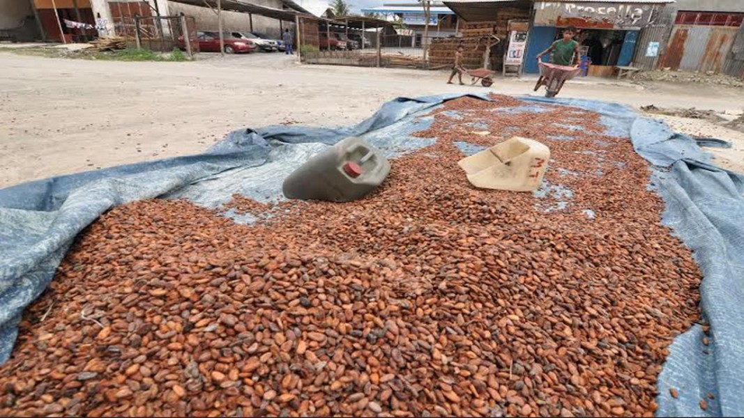 Kenaikan Harga Kakao Dipicu Optimisme Pasar Global yang Menguat Signifikan