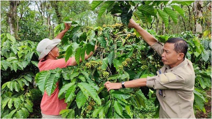 arga Biji Kopi Pagar Alam Melonjak, Petani Raih Keuntungan Signifikan