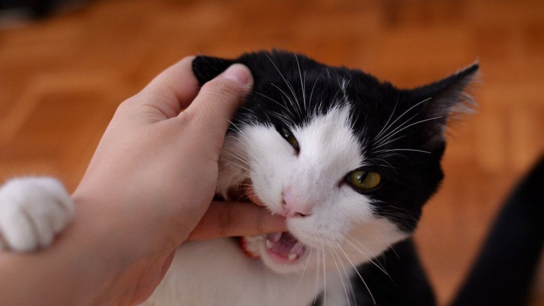 Risiko Serius Gigitan Kucing yang Sering Diremehkan Sekali