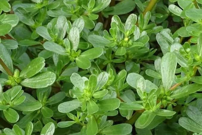 Cara Mengolah Daun Krokot Jadi Superfood Sehat Kaya Nutrisi Alami Harian