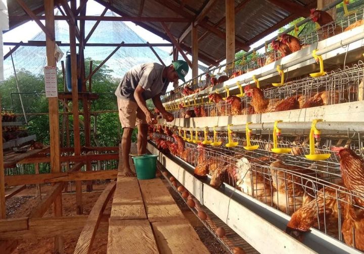 Danantara Percepat Hilirisasi Peternakan Ayam untuk Jaga Stabilisasi Harga