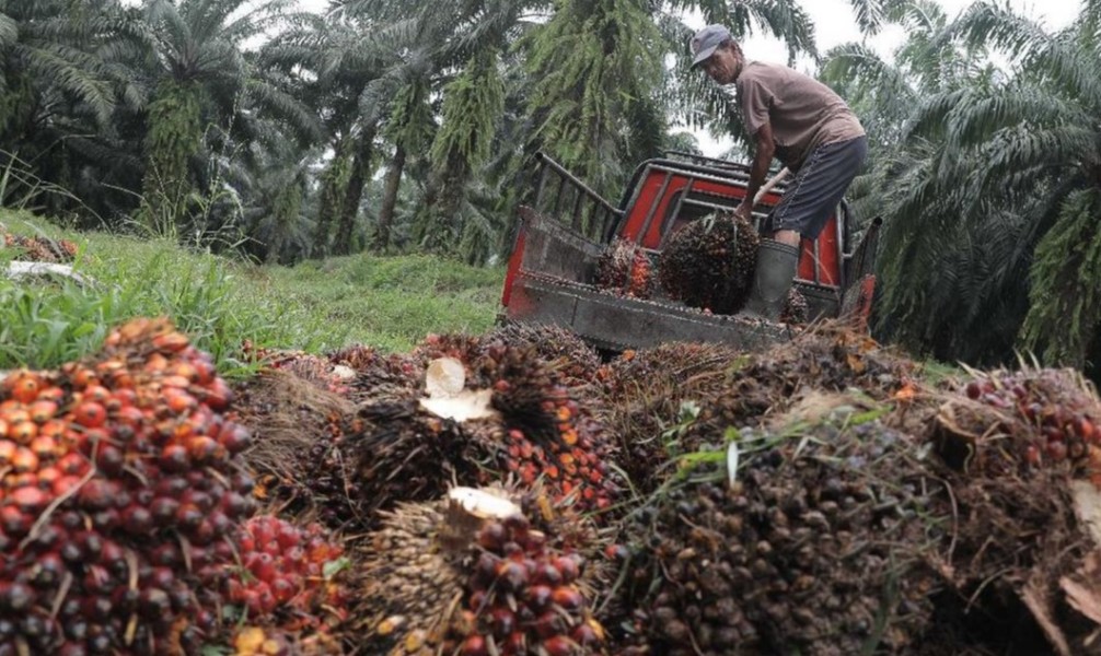 Kenaikan Harga CPO Diprediksi Untungkan Petani dan Sektor Industri Nasional