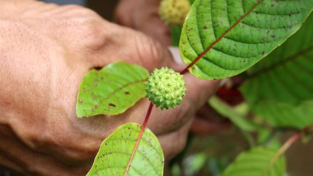 Berbagai Manfaat Daun Kratom, Kandungan, dan Efek Sampingnya