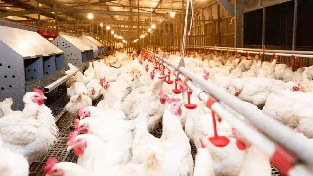 Kepemilikan Saham Direksi AYAM Meningkat Ditengah Tren Kenaikan Saham