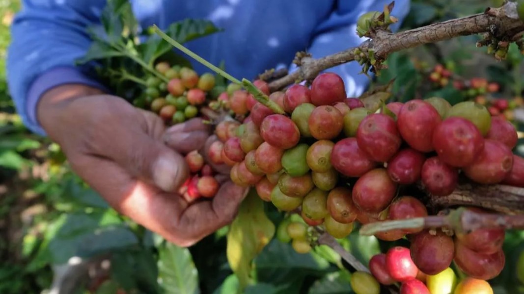 Petani Milenial Sembalun Kembali Optimalkan Lahan untuk Kopi Arabika