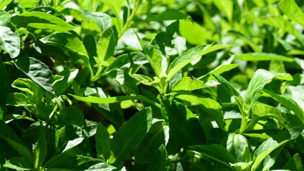 7 Manfaat Daun Sambung Nyawa Jarang Diketahui Untuk Kesehatan Tubuh