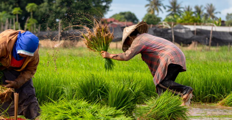 Inovasi Dorong Petani Gurem Raih Kesejahteraan Maksimal