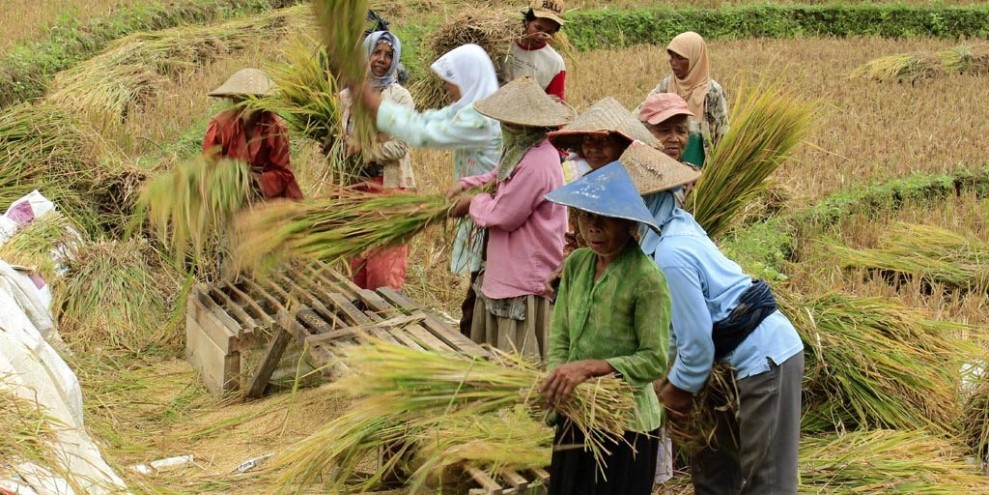 Ekspor Beras Indonesia ke Arab Saudi Dorong Kesejahteraan Petani Lokal