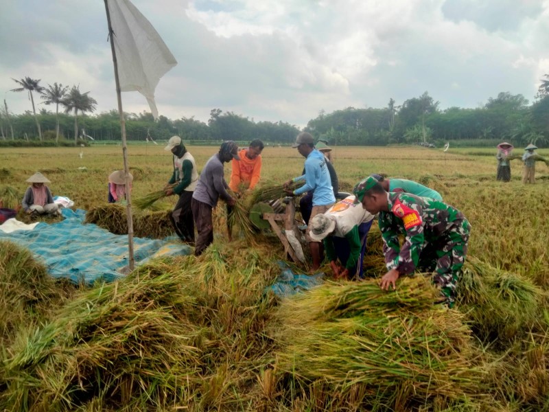 Babinsa Dampingi Petani Panen Padi Jaga Ketahanan Pangan Lokal
