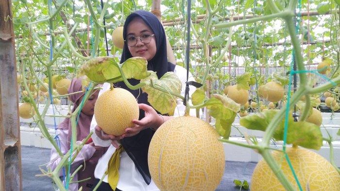 Rasakan Sensasi Petik Melon Sultan Langsung dari Pohon di Sleman: Tempat Wisata Ngabuburit Sempurna