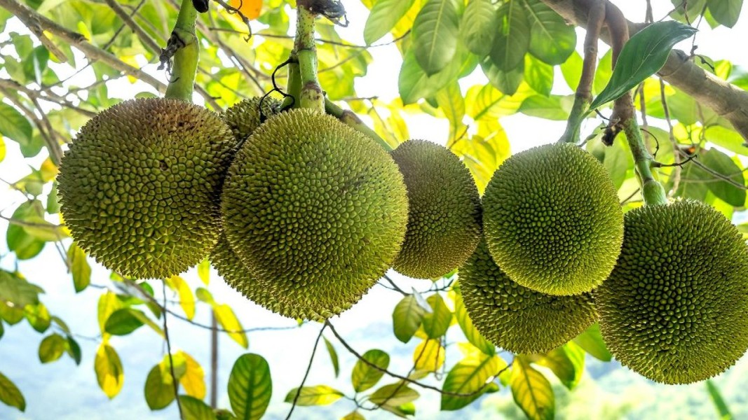 Sukun Melesat Jadi Pangan Masa Depan Dunia, Indonesia Masih Belum Maksimalkan Potensinya