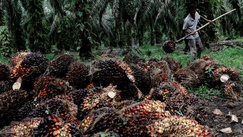 Harga CPO Terpuruk: Terseret Arus Pelemahan Minyak Kedelai dan Minyak Mentah Global