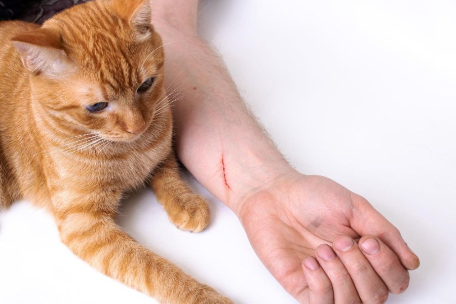 Dokter Ingatkan Bahaya Rabies dari Cakaran Kucing