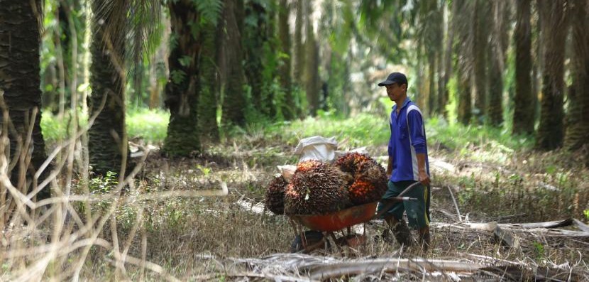 Produktivitas Sawit Naik, Kesejahteraan Petani Terjamin
