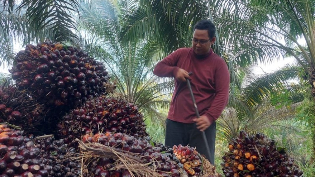 Daftar Harga TBS Sawit Riau Periode 26 Februari Sampai 4 Maret 2026