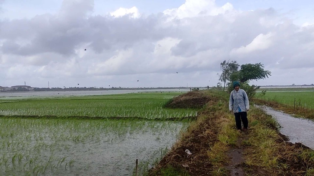 Jombang Hadapi Tantangan: Belum Ada Bantuan Bibit untuk Petani yang Gagal Panen akibat Banjir