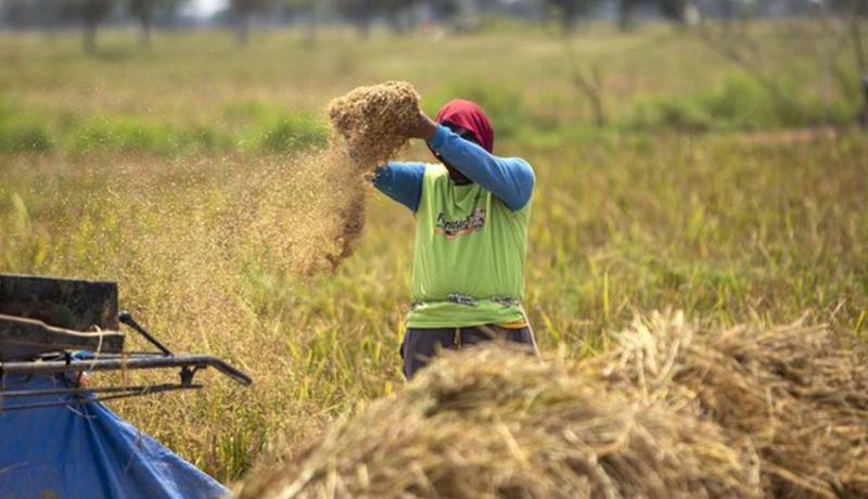 Perum Bulog Sanggau Siap Serap Hasil Panen Petani Lokal di Kabupaten Sanggau dan Sekadau