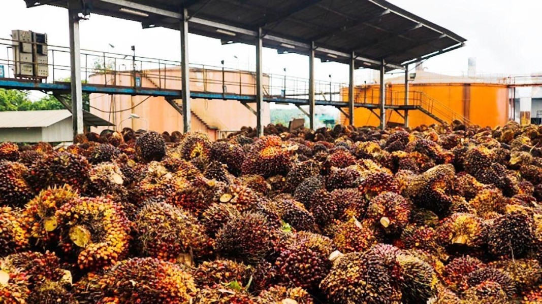 Industri Sawit Nasional Tetap Tumbuh Meski Hadapi Tantangan Global 2026