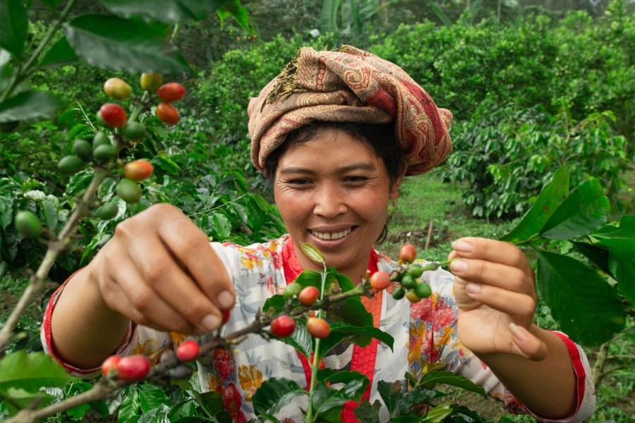 Petani Kopi Kintamani Diminta Pertahankan Kualitas Produk Unggul
