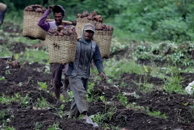 Petani Sumedang Beralih ke Ubi Jalar