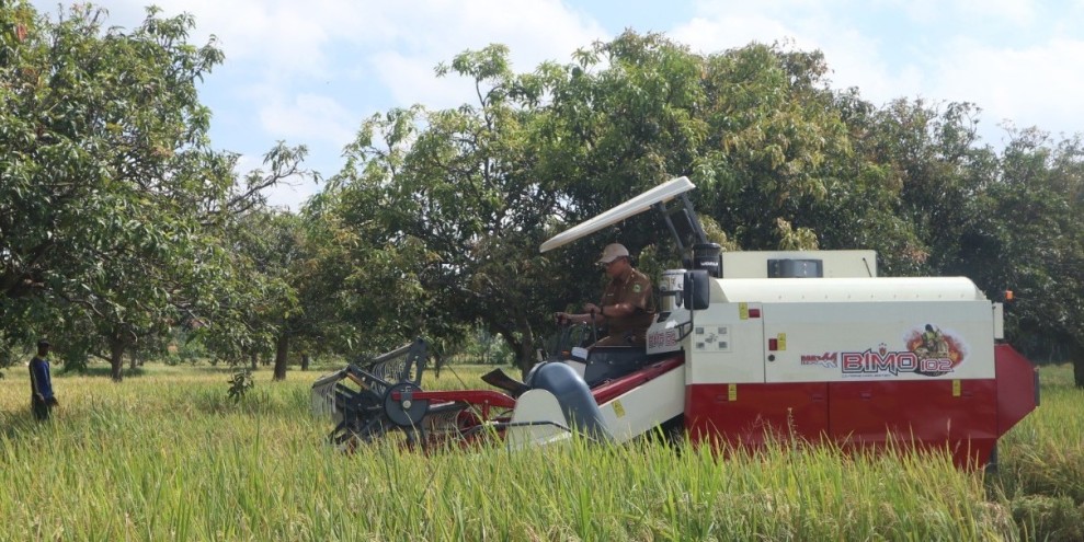 Panen Awal Kuningan Jadi Penyangga Pasokan Beras Nasional Aman