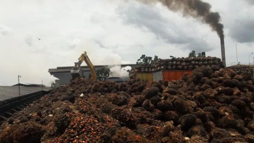 Indonesia Dorong Pengembangan SAF dari Limbah Sawit Ramah Lingkungan