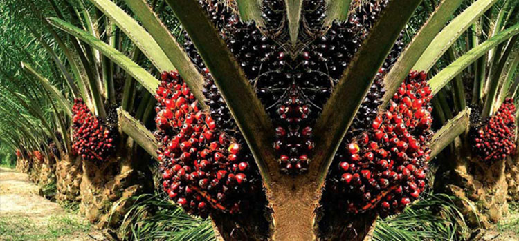 Harga TBS Sawit Riau Periode 4–10 Februari 2026 Naik Tajam, Petani Sambut Kabar Positif