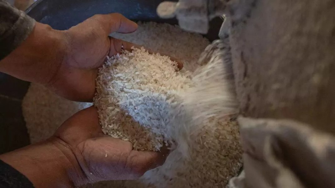 Produksi Beras Nasional 2025 Didukung Lonjakan Luas Panen Dan Produktivitas