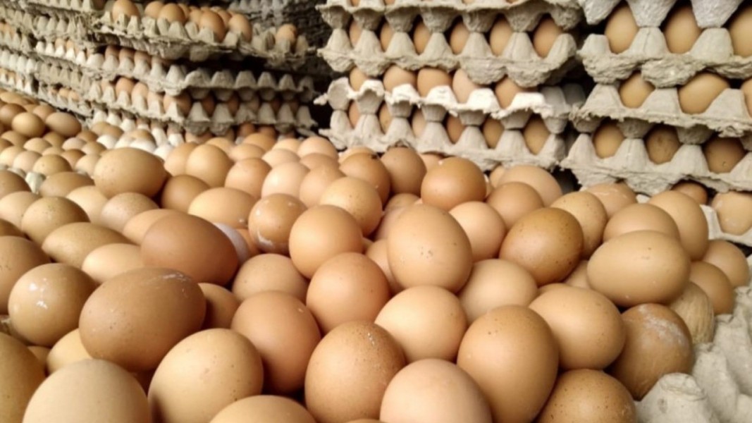 Pemerintah Siapkan Strategi Besar untuk Tingkatkan Produksi Telur dan Ayam MBG