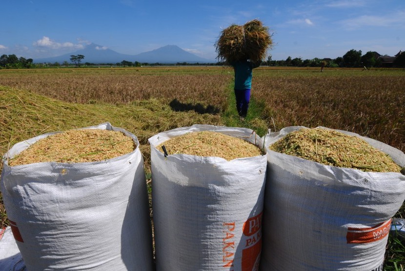 Harga Gabah Naik, NTP Petani Membaik