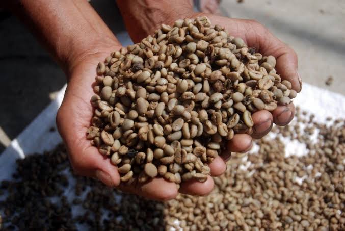 Produksi Kopi Kuningan Meningkat, Petani Raih Keuntungan Maksimal