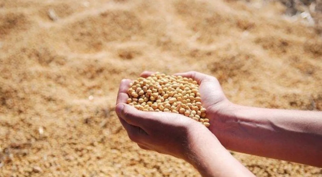 Gakoptindo Dorong Kedelai Lokal Jadi Andalan Program Makan Bergizi Gratis