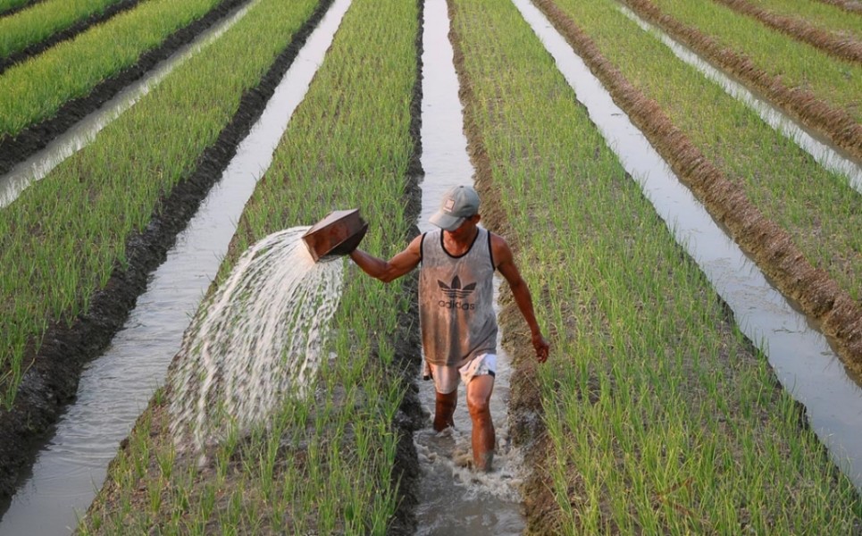 Petani Bawang Merah Terapkan Cara Efisien Hadapi Kemarau Basah