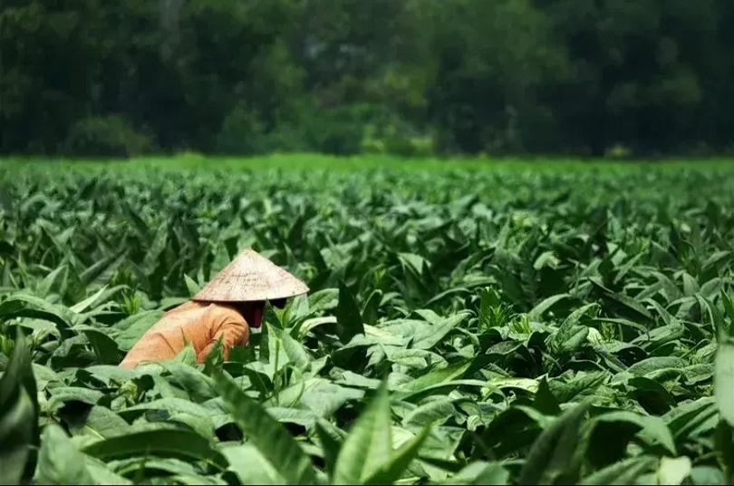 Industri Tembakau Dinilai Beri Kontribusi Signifikan bagi Ekonomi Nasional