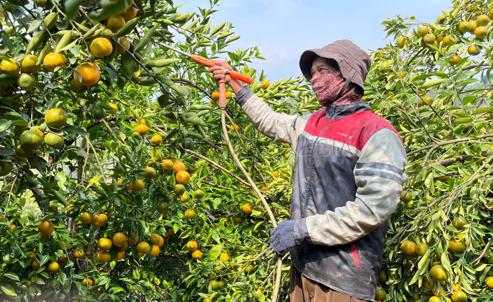 Petani Jeruk Banyuwangi Tetap Semangat di Harga Rendah