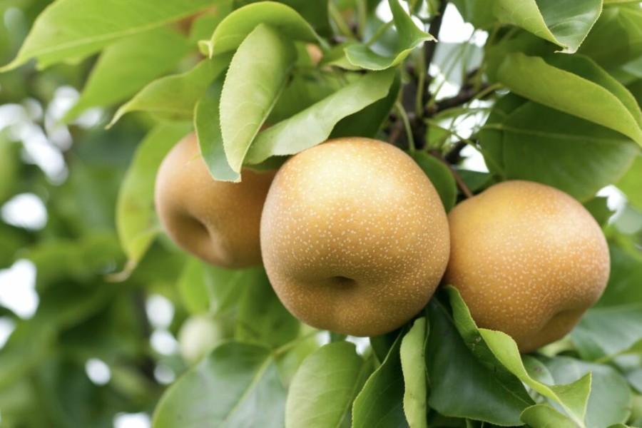 Manfaat Ilmiah Buah Pir untuk Kesehatan Tubuh Optimal