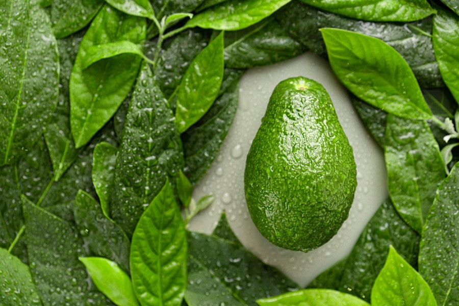 7 Manfaat Teh Daun Alpukat untuk Kesehatan Tubuh Secara Alami