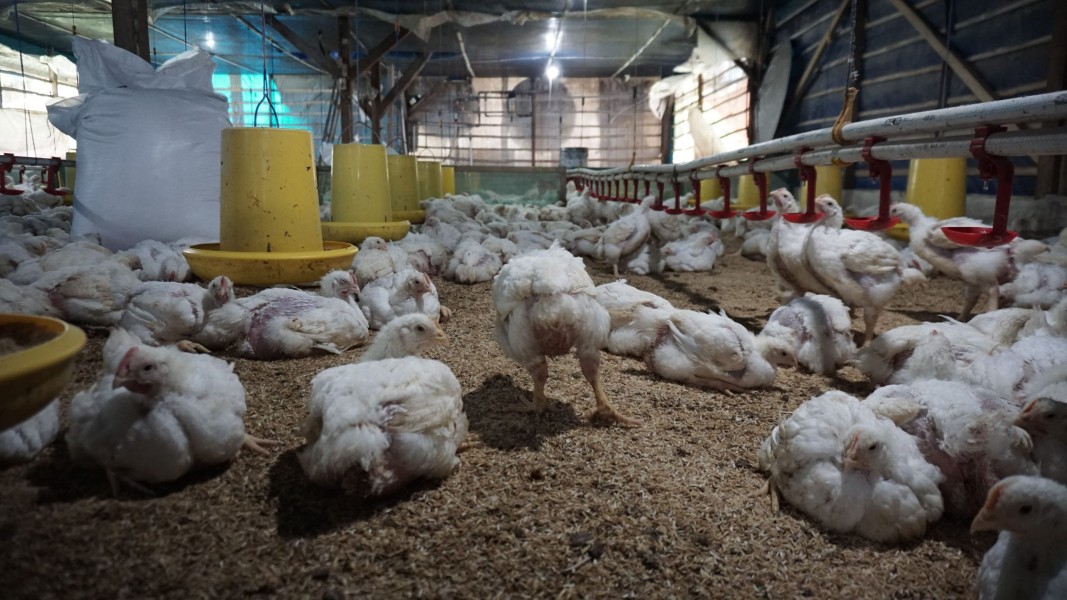 Optimalisasi Listrik Tingkatkan Produktivitas Peternakan Closed House