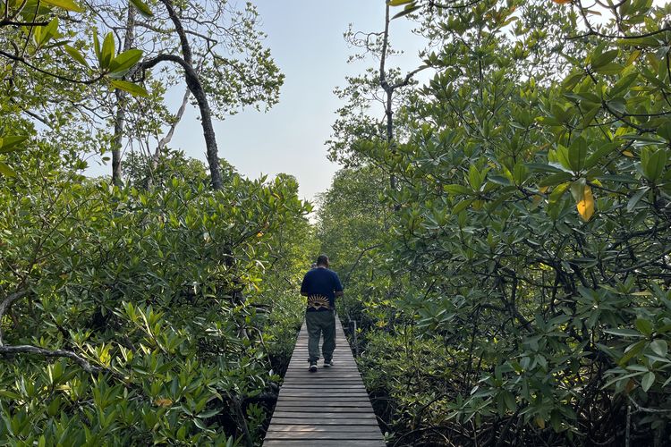 Ekowisata Mangrove Mentawai, Wisata Alternatif untuk Pencinta Alam