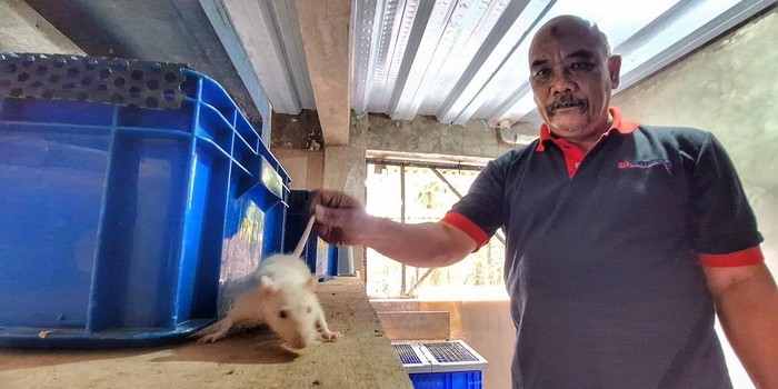 Bisnis Tikus Putih Bangkit, Abah Terus Berinovasi di Masa Sulit