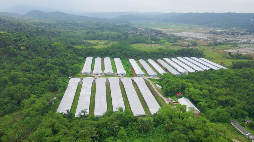 Performa Saham AYAM Meningkat 204persen di 2025 Setelah Investasi Besar-Besaran