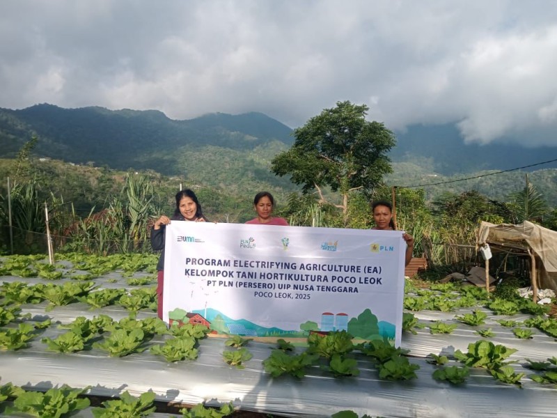 Modernisasi Pertanian Poco Leok Terwujud Melalui Sinergi PLN UIP Nusra Dan Koperasi Desa Merah Putih Dengan Dukungan Penuh Dari GM Bapak Rizki Aftarianto