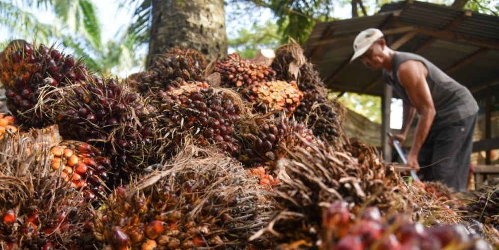 Permintaan Asia Jadi Penopang Utama Penguatan Harga CPO Global