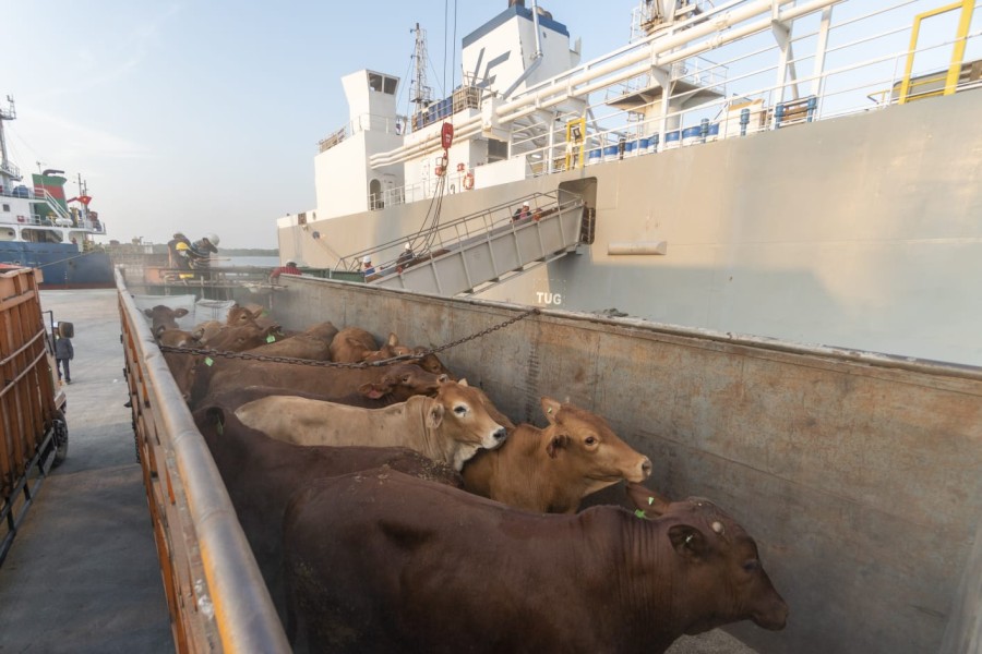 Pelindo Tingkatkan Kapasitas Terminal Gilimas Agar Angkutan Sapi Lancar