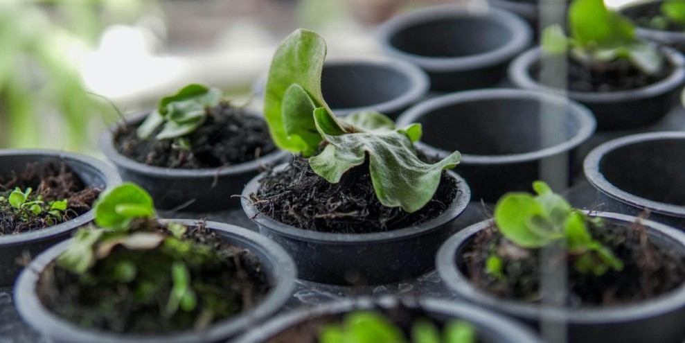 19 Jenis Tanaman Hias Paling Populer dan Mudah Dirawat