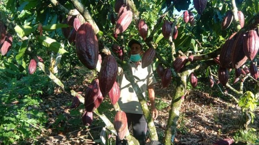 Kakao Berau Sukses Menembus Pasar Internasional dan Tingkatkan Ekonomi